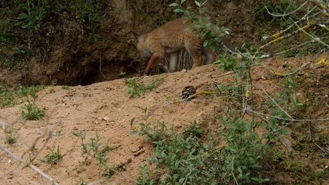 Red fox cub going into den, wildlife - vulpes vulpes - UHD/4K stock video Stock Footage 113739825