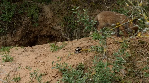 Red fox cub leaving den, wildlife - vulpes vulpes - UHD/4K stock video Stock Footage 113740232