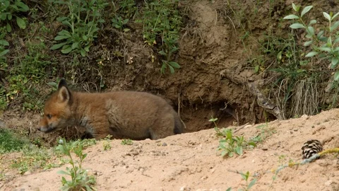 Red fox cub leaving den, wildlife - vulpes vulpes - UHD/4K stock video Stock Footage 113740669