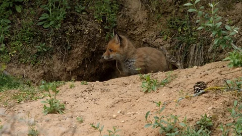 Red fox cub leaving den, wildlife - vulpes vulpes - UHD/4K stock video Stock Footage 113740753