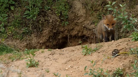 Red fox cub leaving den, wildlife - vulpes vulpes - UHD/4K stock video Stock Footage 113741012