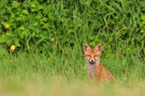 Red fox cub Stock Photos
