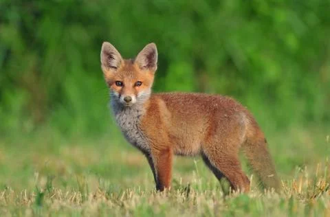 Red fox cub Stock Photos