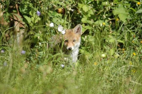 Red Fox cub Stock Photos