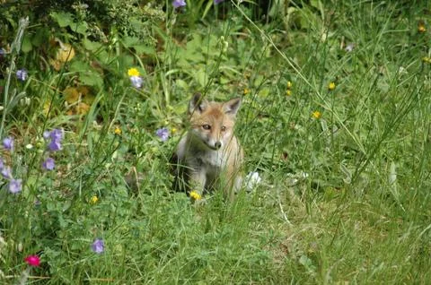 Red fox cub Stock Photos
