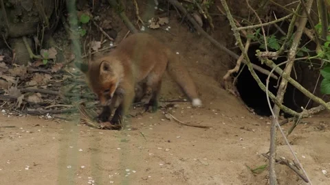 Red fox cub playing with prey, wildlife - vulpes vulpes - UHD-4K stock video Stock Footage 323609813