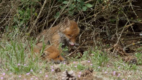 Red fox cub playing with skeleton, wildlife - vulpes vulpes - UHD/4K stock video Stock Footage 113141603