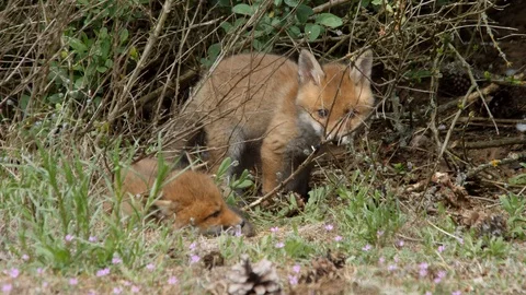 Red fox cub playing with skeleton, wildlife - vulpes vulpes - UHD/4K stock video Stock Footage 113141854