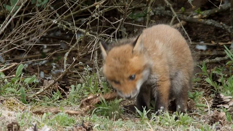 Red fox cub playing with skeleton, wildlife - vulpes vulpes - UHD/4K stock video Stock Footage 113144389