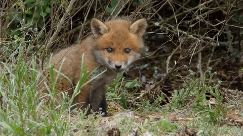 Red fox cub playing with skeleton, wildlife - vulpes vulpes - UHD/4K stock video Stock Footage 113144406