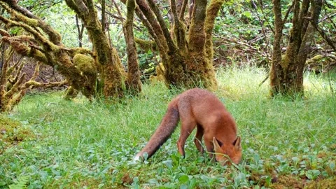 Red Fox Cub scavenging for grubs. Isle of Skye Stock Footage 273315343