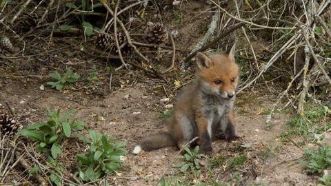 Red fox cub scratching near den, wildlife - vulpes vulpes - UHD/4K stock video Stock Footage 113141104