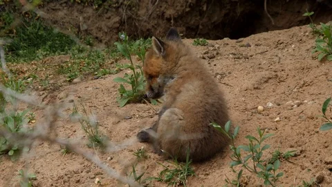 Red fox cub scratching near den, wildlife - vulpes vulpes - UHD/4K stock video Stock Footage 113742367