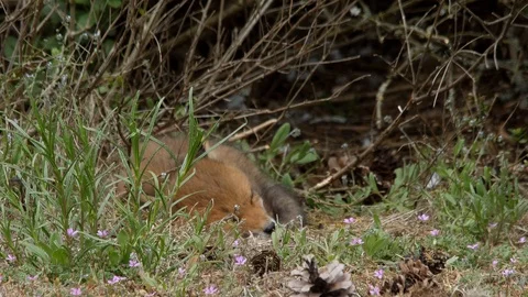 Red fox cub sleeping in the sun, wildlife - vulpes vulpes - UHD/4K stock video Stock Footage 113141909