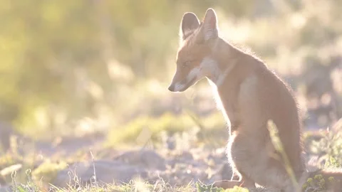 Red fox cub Vulpes vulpes. In the wild on against the sun Vídeo Stock 157867681