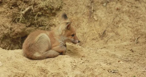Red fox cub (Vulpes vulpes) biting its paw while lying in the dust Stock Footage 312120219