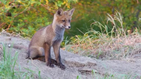 Red Fox Cub. Vulpes vulpes Stock-Footage 315189606