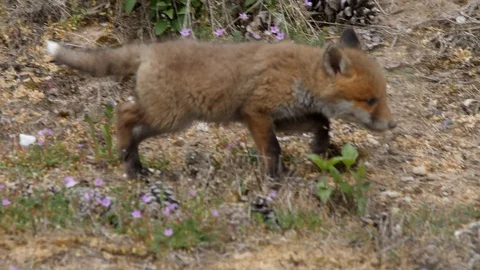 Red fox cub walking around, wildlife - vulpes vulpes - UHD/4K stock video Stock Footage 113141020