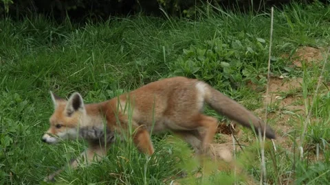 Red fox cub walking around, wildlife - vulpes vulpes - UHD/4K stock video Stock Footage 321682937