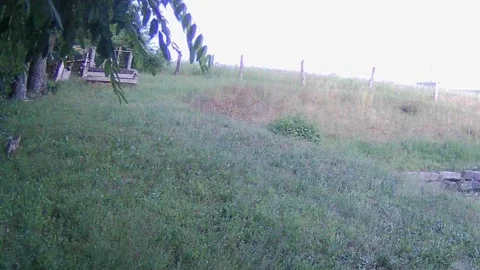 Red Fox Cub Walking at Dusk Stock Footage 321068294