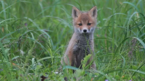 Red fox cubs cuddling Stockbeeldmateriaal 42687867