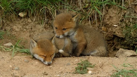 Red fox cubs falling in sleep infront of den, wildlife - vulpes vulpes - Stock Footage 112864192