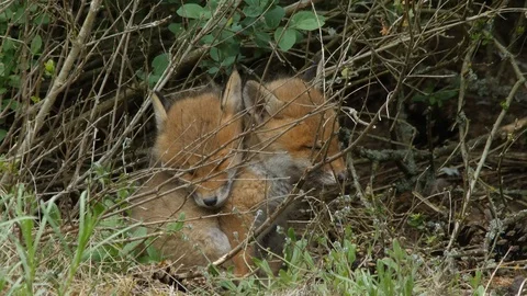 Red fox cubs falling in sleep near den, wildlife - vulpes vulpes - stock video Stock Footage 112943903