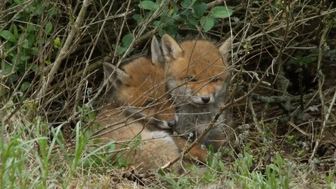 Red fox cubs falling in sleep near den, wildlife - vulpes vulpes - stock video Stock Footage 112943986