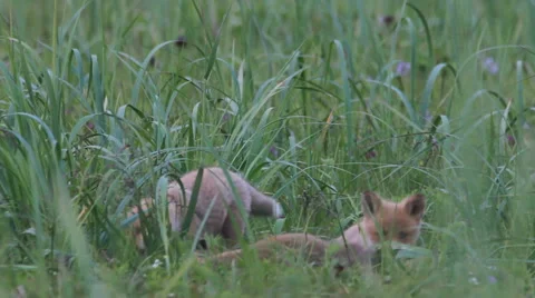 Red fox with cubs Stock-Footage 42687662