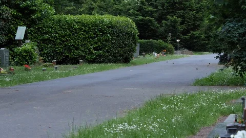 Red fox cubs playing in a cemetery, wildlife - vulpes  - UHD/4K stock video Video stock 110488691