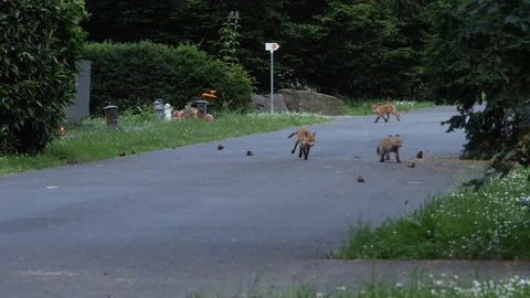 Red fox cubs playing in a cemetery, wildlife - vulpes  - UHD/4K stock video Video stock 110492233