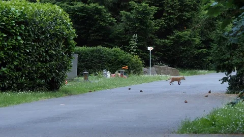 Red fox cubs playing in a cemetery, wildlife - vulpes  - UHD/4K stock video Stock Footage 110494126