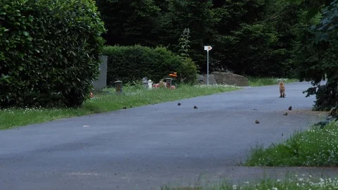 Red fox cubs playing in a cemetery, wildlife - vulpes  - UHD/4K stock video Video stock 110494456