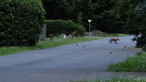 Red fox cubs playing in a cemetery, wildlife - vulpes  - UHD/4K stock video Video stock 110494493