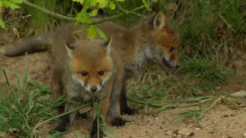 Red fox cubs playing infront of den, wildlife - vulpes vulpes - 4K stock video Stock Footage 112864017