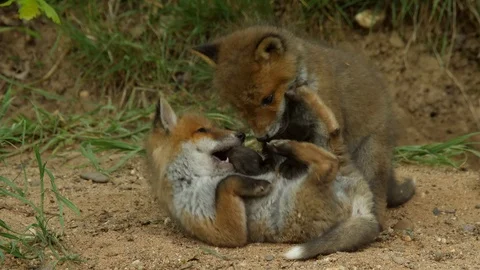Red fox cubs playing infront of den, wildlife - vulpes vulpes - 4K stock video Stock Footage 112864020