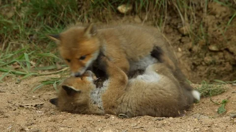 Red fox cubs playing infront of den, wildlife - vulpes vulpes - 4K stock video Stock Footage 112864021
