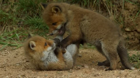 Red fox cubs playing infront of den, wildlife - vulpes vulpes - 4K stock video Stock Footage 112864065
