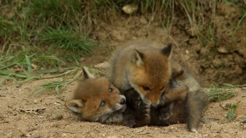 Red fox cubs playing infront of den, wildlife - vulpes vulpes - 4K stock video Stock Footage 112864098