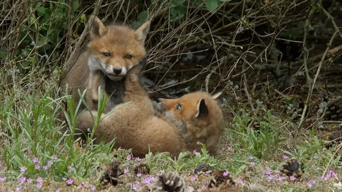 Red fox cubs playing near den, wildlife - vulpes vulpes - UHD/4K stock video Stock Footage 112943095