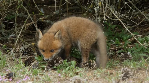 Red fox cubs playing near den, wildlife - vulpes vulpes - UHD/4K stock video Stock Footage 112943344