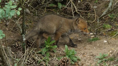Red fox cubs playing near den, wildlife - vulpes vulpes - UHD/4K stock video Stock Footage 112944155