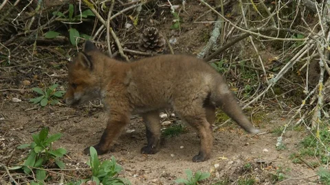 Red fox cubs playing near den, wildlife - vulpes vulpes - UHD/4K stock video Stock Footage 112944247