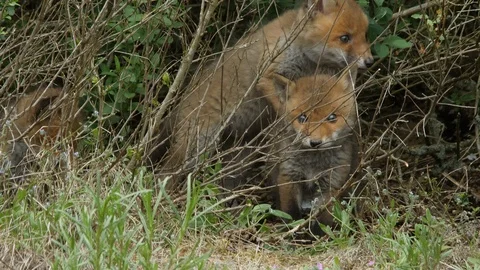 Red fox cubs playing near den, wildlife - vulpes vulpes - UHD/4K stock video Stock Footage 112944334
