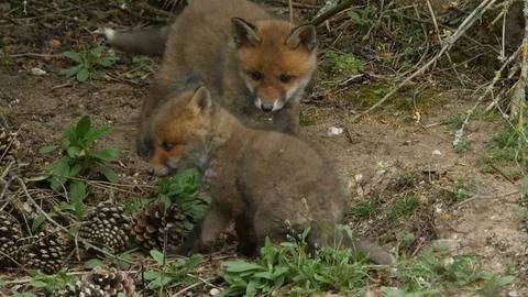 Red fox cubs playing near den, wildlife - vulpes vulpes - UHD/4K stock video Stock Footage 112944403