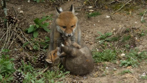 Red fox cubs playing near den, wildlife - vulpes vulpes - UHD/4K stock video Stock Footage 112945256