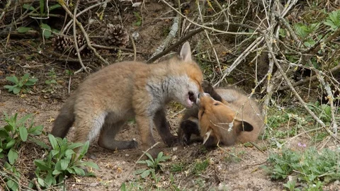 Red fox cubs playing near den, wildlife - vulpes vulpes - UHD/4K stock video Stock Footage 113141011