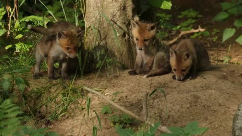 Red fox cubs playing near den, wildlife - vulpes vulpes - UHD/4K stock video Stock Footage 140901946