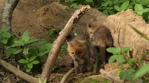 Red fox cubs playing near den, wildlife - vulpes vulpes - UHD/4K stock video Stock Footage 140902155