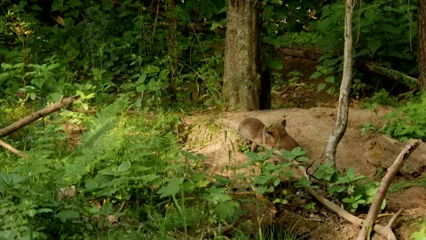 Red fox cubs playing near den, wildlife - vulpes vulpes - UHD/4K stock video Stock Footage 140902168